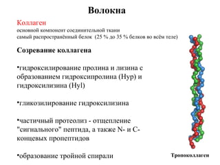 Волокна
Коллаген
основной компонент соединительной ткани
самый распространённый белок (25 % до 35 % белков во всём теле)
Тропоколлаген
Созревание коллагена
•гидроксилирование пролина и лизина с
образованием гидроксипролина (Hyp) и
гидроксилизина (Hyl)
•гликозилирование гидроксилизина
•частичный протеолиз - отщепление
"сигнального" пептида, а также N- и С-
концевых пропептидов
•образование тройной спирали
 