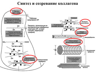 Синтез и созревание коллагена
 