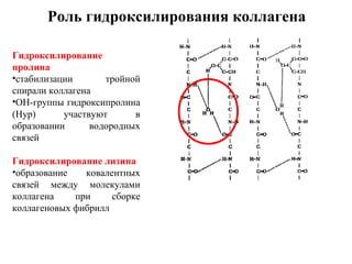 Гидроксилирование
пролина
•стабилизации тройной
спирали коллагена
•ОН-группы гидроксипролина
(Hyp) участвуют в
образовании водородных
связей
Гидроксилирование лизина
•образование ковалентных
связей между молекулами
коллагена при сборке
коллагеновых фибрилл
Роль гидроксилирования коллагена
 