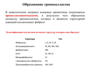 В межклеточном матриксе концевые пропептиды отщепляются
проколлагенпептидазами, в результате чего образуются
молекулы тропоколлагена, которые и являются структурной
единицей коллагеновых фибрилл
Образование тропоколлагена
Структура Тип
Фибриллы I, II, III, V, XI
Ассоциированные с IX, XII, XIV, XVI,
фибриллами XIX
Сети IV, VIII, X
Микрофибриллы VI
«Заякоренные» фибриллы VII
Трансмембранные домены XIII, XVII
Классификация коллагенов по видам структур, которые они образуют
 