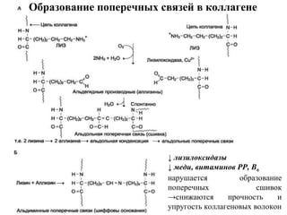 Образование поперечных связей в коллагене
↓ лизилоксидазы
↓ меди, витаминов РР, В6
нарушается образование
поперечных сшивок
→снижаются прочность и
упругость коллагеновых волокон
 