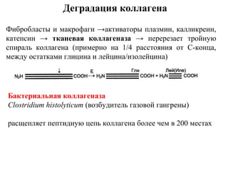 Деградация коллагена
Фибробласты и макрофаги →активаторы плазмин, калликреин,
катепсин → тканевая коллагеназа → перерезает тройную
спираль коллагена (примерно на 1/4 расстояния от С-конца,
между остатками глицина и лейцина/изолейцина)
Бактериальная коллагеназа
Clostridium histolyticum (возбудитель газовой гангрены)
расщепляет пептидную цепь коллагена более чем в 200 местах
 