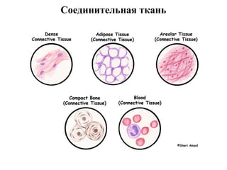 Соединительная ткань
 