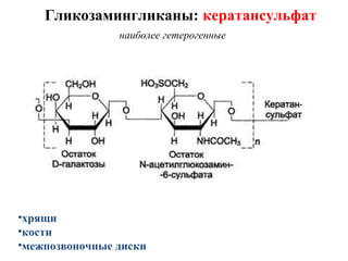 Гликозамингликаны: кератансульфат
наиболее гетерогенные
•хрящи
•кости
•межпозвоночные диски
 
