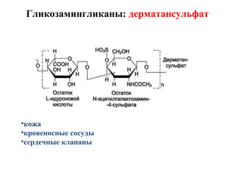 Гликозамингликаны: дерматансульфат
•кожа
•кровеносные сосуды
•сердечные клапаны
 