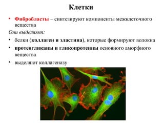 Клетки
• Фибробласты – синтезируют компоненты межклеточного
вещества
Они выделяют:
• белки (коллаген и эластина), которые формируют волокна
• протеогликаны и гликопротеины основного аморфного
вещества
• выделяют коллагеназу
 