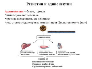 Резистин и адипонектин
Адипонектин – белок, гормон
•антиатерогеное действие
•противовоспалительное действие
•подготовка эндометрия к имплантации (↑в лютеиновую фазу)
 