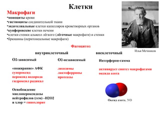 Илья Мечников
Макрофаги
•моноциты крови
•гистиоциты соединительной ткани
•эндотелиальные клетки капилляров кроветворных органов
•купферовские клетки печени
•клетки стенки альвеол лёгкого (лёгочные макрофаги) и стенки
•брюшины (перитонеальные макрофаги)
Фагоцитоз
внутриклеточный внеклеточный
О2-зависимый
«пожирание» АФК
супероксид
пероксид водорода
гидроксил радикал
Освобождение
миелопероксидазы
нейтрофилов (гем) –Н2О2
и хлор = гипохлорит
О2-независимый
лизозимы
лактоферрины
протеазы
Интерферон-гамма
активирует синтез макрофагами
оксида азота
Клетки
 