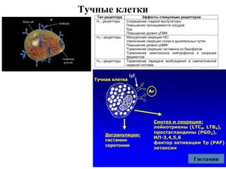 Тучные клетки
Гистамин
 
