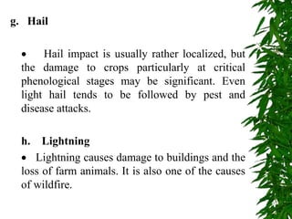 g. Hail
 Hail impact is usually rather localized, but
the damage to crops particularly at critical
phenological stages may be significant. Even
light hail tends to be followed by pest and
disease attacks.
h. Lightning
 Lightning causes damage to buildings and the
loss of farm animals. It is also one of the causes
of wildfire.
 