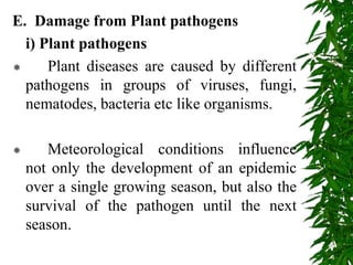 E. Damage from Plant pathogens
i) Plant pathogens
 Plant diseases are caused by different
pathogens in groups of viruses, fungi,
nematodes, bacteria etc like organisms.
 Meteorological conditions influence
not only the development of an epidemic
over a single growing season, but also the
survival of the pathogen until the next
season.
 
