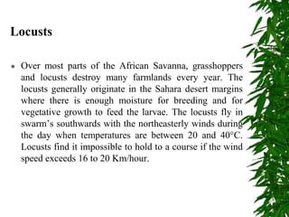 Locusts
 Over most parts of the African Savanna, grasshoppers
and locusts destroy many farmlands every year. The
locusts generally originate in the Sahara desert margins
where there is enough moisture for breeding and for
vegetative growth to feed the larvae. The locusts fly in
swarm’s southwards with the northeasterly winds during
the day when temperatures are between 20 and 40°C.
Locusts find it impossible to hold to a course if the wind
speed exceeds 16 to 20 Km/hour.
 