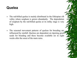 Quelea
 The red-billed quelea is mainly distributed in the Ethiopian rift
valley where sorghum is grown abundantly. The depredation
of sorghum by the red-billed quelea at its milky stage is very
high.
 The seasonal movement patterns of queleas for breeding are
influenced by rainfall. Queleas are dependent on ripening grass
seeds for breeding and these become available six to eight
weeks after the onset of the main rains.
 