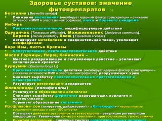 Здоровье суставов: значениеЗдоровье суставов: значение
фитопрепаратовфитопрепаратов 15
БосвелияБосвелия ((Boswellia serrataBoswellia serrata))
 СнижениеСнижение воспалениявоспаления (ингибирует ядерный фактор транскрипции – снижение(ингибирует ядерный фактор транскрипции – снижение
активности ММП и эластазы нейтрофилов),активности ММП и эластазы нейтрофилов), отекаотека ии болевого синдромаболевого синдрома
ИмбирьИмбирь
 ПротивовоспалительноеПротивовоспалительное , модифицирующее действие, модифицирующее действие
ОдуванчикОдуванчик ((Taraxacum officinaleTaraxacum officinale),), МожжевельникМожжевельник ((Juniperus communisJuniperus communis),),
БерезаБереза ((Berula pendulaBerula pendula)),, ХвощХвощ ((Equisetum arvenseEquisetum arvense))
 АктивируютАктивируют метаболизмметаболизм в соединительной ткани, усиливаютв соединительной ткани, усиливают
лимфодренажлимфодренаж
Кора Ивы, листья КрапивыКора Ивы, листья Крапивы
 БолеутоляющееБолеутоляющее ,, противовоспалительноепротивовоспалительное действиедействие
Масло Горчицы, Перец КайенскийМасло Горчицы, Перец Кайенский ––
 Местное раздражающее и согревающее действие – усиливаютМестное раздражающее и согревающее действие – усиливают
капиллярный кровотоккапиллярный кровоток
КуркуминКуркумин ((Curcuma longa LCurcuma longa L..))
 ПротивовоспалительноеПротивовоспалительное действиедействие (ингибирует ядерный фактор транскрипции –(ингибирует ядерный фактор транскрипции –
снижение активности ММП и эластазы нейтрофиловснижение активности ММП и эластазы нейтрофилов)),, разрушающих хрящразрушающих хрящ
 Снижает выработкуСнижает выработку провоспалительных простагландинов ипровоспалительных простагландинов и
лейкотриеновлейкотриенов
 РегулируетРегулирует регенерациюрегенерацию хондроцитовхондроцитов
ФлавоноидыФлавоноиды (полифенолы)(полифенолы)
 Участвуют вУчаствуют в образовании коллагенаобразовании коллагена
 Снижают выработкуСнижают выработку ферментовферментов разрушающих коллаген иразрушающих коллаген и
протеогликаныпротеогликаны
 Тормозят образованиеТормозят образование гистаминагистамина
Изофлавоны соиИзофлавоны сои (гинестеин, дайджезеин) – «(гинестеин, дайджезеин) – «ПиасклединПиаскледин» -» - неомыляемыенеомыляемые
соединения авокадо и сои – 300 мг/суткисоединения авокадо и сои – 300 мг/сутки
 ПовышаютПовышают действие эстрогенов и тестостеронадействие эстрогенов и тестостерона – регуляция регенерации– регуляция регенерации
хондроцитов / Увеличениехондроцитов / Увеличение синтеза коллагена, протеогликанов, глюкозаминасинтеза коллагена, протеогликанов, глюкозамина

 