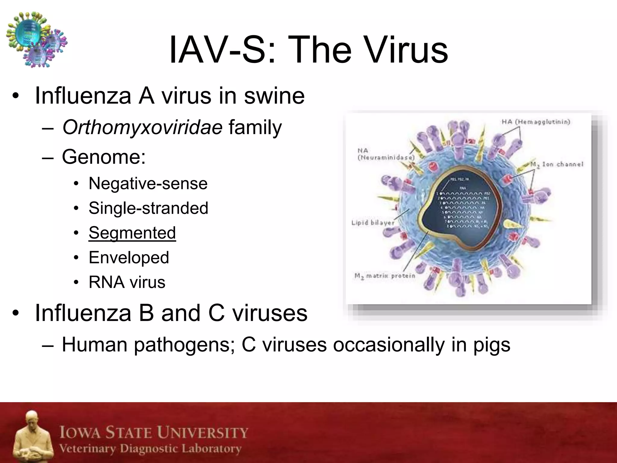 Dr. Phil Gauger - Influenza ‘A’ Virus in Swine: Overview of Disease and