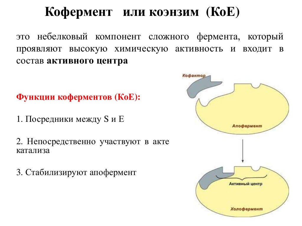 Ферменты