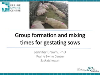Group formation and mixing
times for gestating sows
Jennifer Brown, PhD
Prairie Swine Centre
Saskatchewan
 