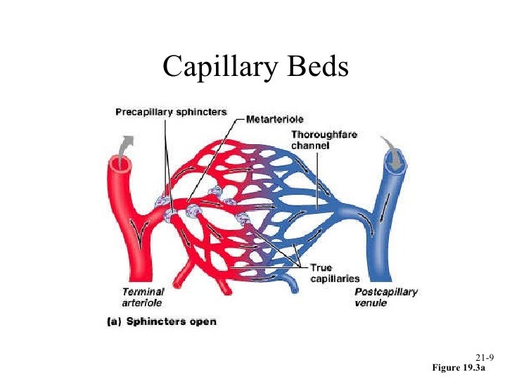 diagram of a capillary 150 b vs diagram of a capillary 150 b vs
