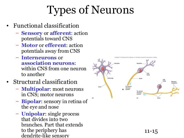 What is the function of association neurons?