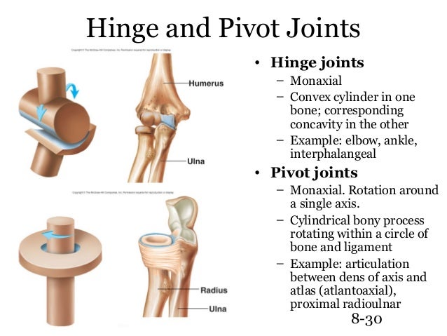 Amphiarthrosis Hinge Joint