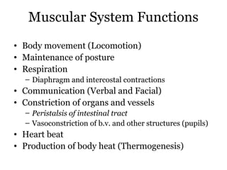 Muscular System Functions
• Body movement (Locomotion)
• Maintenance of posture
• Respiration
  – Diaphragm and intercostal contractions
• Communication (Verbal and Facial)
• Constriction of organs and vessels
  – Peristalsis of intestinal tract
  – Vasoconstriction of b.v. and other structures (pupils)
• Heart beat
• Production of body heat (Thermogenesis)
 