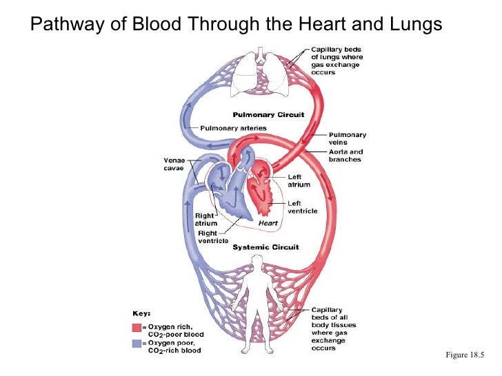 150 Heart
