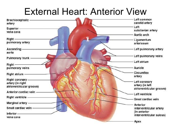 150 Heart