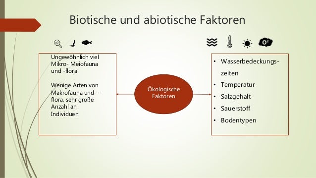 Biotisch Und Abiotische Umweltfaktoren Ökosystem Wattenmeer