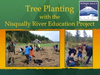 Tree Planting
with the
Nisqually River Education Project
 