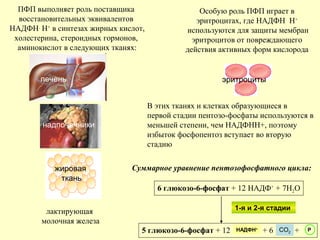 ПФП выполняет роль поставщика
восстановительных эквивалентов
НАДФН.
Н+
в синтезах жирных кислот,
холестерина, стероидных гормонов,
аминокислот в следующих тканях:
надпочечники
жировая
ткань
лактирующая
молочная железа
Особую роль ПФП играет в
эритроцитах, где НАДФН Н+
используются для защиты мембран
эритроцитов от повреждающего
действия активных форм кислорода
эритроциты
В этих тканях и клетках образующиеся в
первой стадии пентозо-фосфаты используются в
меньшей степени, чем НАДФНН+, поэтому
избыток фосфопентоз вступает во вторую
стадию
Суммарное уравнение пентозофосфатного цикла:
6 глюкозо-6-фосфат + 12 НАДФ+
+ 7Н2О
5 глюкозо-6-фосфат + 12 + 6 +НАДФН+
СО2
Р
1-я и 2-я стадии
печень
 