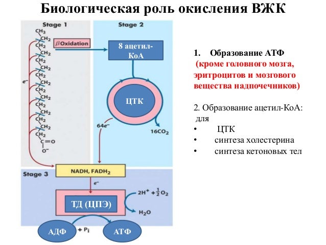 Выберите схему окисления. ЦАМФ зависимые гормоны. Действие гормонов через ЦАМФ. Схема механизм действия пептидных гормонов. Активация ЦАМФ зависимая протеинкиназа.