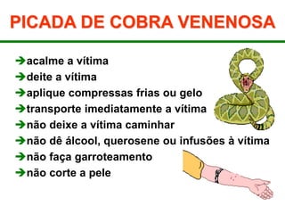 PICADA DE COBRA VENENOSA
acalme a vítima
deite a vítima
aplique compressas frias ou gelo
transporte imediatamente a vítima
não deixe a vítima caminhar
não dê álcool, querosene ou infusões à vítima
não faça garroteamento
não corte a pele
 