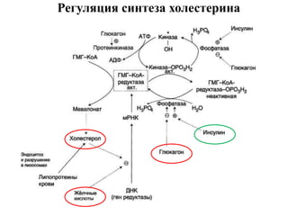 Регуляция синтеза холестерина
 