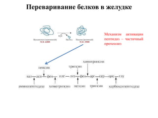 Переваривание белков в желудке
Механизм активации
пептидаз – частичный
протеолиз
 