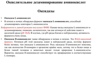 Окислительное дезаминирование аминокислот
Оксидазы
• Оксидаза L-аминокислот
• В печени и почках обнаружен фермент оксидаза L-аминокислот, способный
дезаминировать некоторые L-аминокислоты
Коферментом в данной реакции выступает ФМН. Однако вклад оксидазы L-аминокислот в
дезаминирование, очевидно, незначителен, так как оптимум её действия лежит в
щелочной среде (рН 10,0). В клетках, где рН среды близок к нейтральному, активность
фермента очень низка.
• Оксидаза D-аминокислот также обнаружена в почках и печени. Это ФАД-зависимый
фермент. Оптимум рН этой оксидазы лежит в нейтральной среде, поэтому фермент
более активен, чем оксидаза L-аминокислот. Роль оксидазы D-аминокислот невелика,
так как количество D-изомеров в организме крайне мало, потому что в белки пищи и
белки тканей человека и животных входят только природные L-аминокислоты.
Вероятно, оксидаза D-аминокислот способствует их превращению в соответствующие
L-изомеры .
 