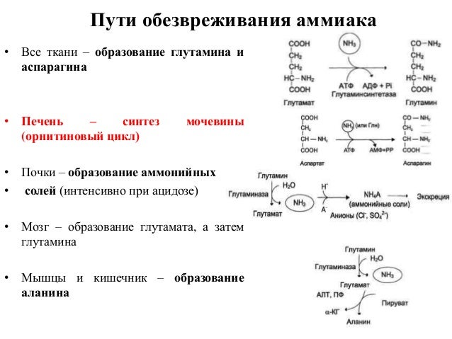 Схема образования аммиака. Обезвреживание аммиака в мышцах. Основные источники аммиака в организме. Пути обмена безазотистого остатка аминокислот. Steroidogenesis.