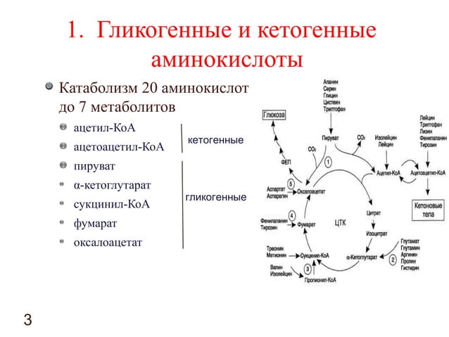 Гликогенные и кетогенные аминокислоты. Аминокислоты в ацетил КОА. Катаболизм аминокислот ацетил КОА. Катаболизм аминокислот биохимия КОА.