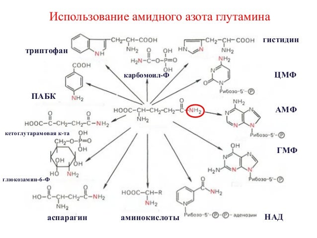 Аминокислоты схема. Гидроксилирование триптофана. Биполярная форма/катионная форма аминокислот. Реакция с фенилизотиоцианатом.