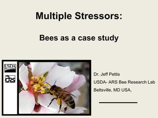 Multiple Stressors:
Bees as a case study
Dr. Jeff Pettis
USDA- ARS Bee Research Lab
Beltsville, MD USA,
 