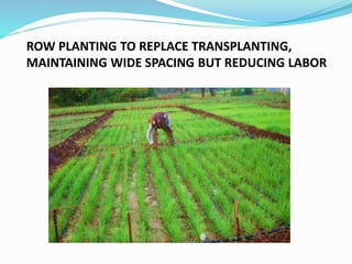 ROW PLANTING TO REPLACE TRANSPLANTING,
MAINTAINING WIDE SPACING BUT REDUCING LABOR
 