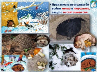 • През зимата не можем да
видим мечки и таралежи,
защото те спят зимен сън.
 