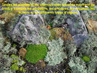 Seules les plantes et les animaux bien adaptés survivent au
froid, y compris les pingouins, les phoques, les mousses, les
lichens et les différents types d'algues.
 