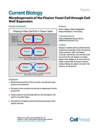 Report
Morphogenesis of the Fission Yeast Cell through Cell
Wall Expansion
Graphical Abstract
Highlights
d Mechanical properties of the S. pombe cell wall and turgor
pressure are measured
d Formation of the rounded new cell end is independent of actin
and growth
d Turgor pressure mechanically deforms the ﬂat septum cell
wall to a rounded shape
d Simulations of bulging reveal mechanical properties of the
septum cell wall
Authors
Erdinc Atilgan, Valentin Magidson,
Alexey Khodjakov, Fred Chang
Correspondence
erdinc.atilgan@gmail.com (E.A.),
fc99@columbia.edu (F.C.)
In Brief
Shapes of walled cells are determined by
mechanical properties of the cell wall and
turgor pressure. After rod-shaped
S. pombe cells divide, the cell wall at the
new end of the cell adopts a rounded
shape. Here, Atilgan et al. show that this
shape is generated by turgor pressure
simply inﬂating the elastic cell wall in the
absence of cell growth.
Atilgan et al., 2015, Current Biology 25, 1–8
August 17, 2015 ª2015 Elsevier Ltd All rights reserved
http://dx.doi.org/10.1016/j.cub.2015.06.059
 