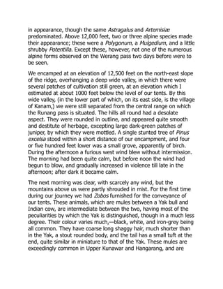 in appearance, though the same Astragalus and Artemisiæ
predominated. Above 12,000 feet, two or three alpine species made
their appearance; these were a Polygonum, a Mulgedium, and a little
shrubby Potentilla. Except these, however, not one of the numerous
alpine forms observed on the Werang pass two days before were to
be seen.
We encamped at an elevation of 12,500 feet on the north-east slope
of the ridge, overhanging a deep wide valley, in which there were
several patches of cultivation still green, at an elevation which I
estimated at about 1000 feet below the level of our tents. By this
wide valley, (in the lower part of which, on its east side, is the village
of Kanam,) we were still separated from the central range on which
the Runang pass is situated. The hills all round had a desolate
aspect. They were rounded in outline, and appeared quite smooth
and destitute of herbage, excepting large dark-green patches of
juniper, by which they were mottled. A single stunted tree of Pinus
excelsa stood within a short distance of our encampment, and four
or five hundred feet lower was a small grove, apparently of birch.
During the afternoon a furious west wind blew without intermission.
The morning had been quite calm, but before noon the wind had
begun to blow, and gradually increased in violence till late in the
afternoon; after dark it became calm.
The next morning was clear, with scarcely any wind, but the
mountains above us were partly shrouded in mist. For the first time
during our journey we had Zobos furnished for the conveyance of
our tents. These animals, which are mules between a Yak bull and
Indian cow, are intermediate between the two, having most of the
peculiarities by which the Yak is distinguished, though in a much less
degree. Their colour varies much,—black, white, and iron-grey being
all common. They have coarse long shaggy hair, much shorter than
in the Yak, a stout rounded body, and the tail has a small tuft at the
end, quite similar in miniature to that of the Yak. These mules are
exceedingly common in Upper Kunawar and Hangarang, and are
 