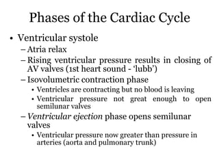 Phases of the Cardiac Cycle Ventricular systole Atria relax  Rising ventricular pressure results in closing of AV valves (1st heart sound - ‘lubb’) Isovolumetric contraction phase Ventricles are contracting but no blood is leaving Ventricular pressure not great enough to open semilunar valves Ventricular ejection  phase opens semilunar valves Ventricular pressure now greater than pressure in arteries (aorta and pulmonary trunk) 