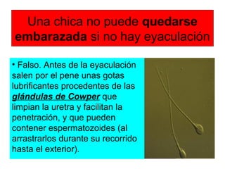 Una chica no puede quedarse
embarazada si no hay eyaculación
• Falso. Antes de la eyaculación
salen por el pene unas gotas
lubrificantes procedentes de las
glándulas de Cowper que
limpian la uretra y facilitan la
penetración, y que pueden
contener espermatozoides (al
arrastrarlos durante su recorrido
hasta el exterior).
 