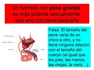 Un hombre con pene grande
es más potente sexualmente
que uno con pene pequeño
Falso. El tamaño del
pene varía de un
chico a otro, y no
tiene ninguna relación
con el tamaño del
cuerpo (al igual que
los pies, las manos,
las orejas, la nariz…).
 