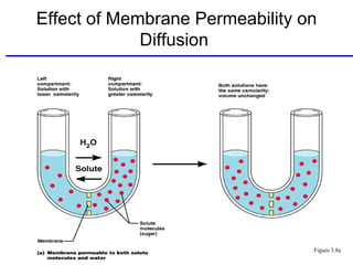 Effect of Membrane Permeability on
             Diffusion




                                 Figure 3.8a
 