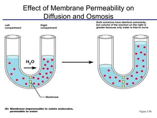 Effect of Membrane Permeability on
       Diffusion and Osmosis




                                     Figure 3.8b
 