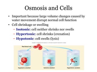 Osmosis and Cells
• Important because large volume changes caused by
  water movement disrupt normal cell function
• Cell shrinkage or swelling
   – Isotonic: cell neither shrinks nor swells
   – Hypertonic: cell shrinks (crenation)
   – Hypotonic: cell swells (lysis)
 